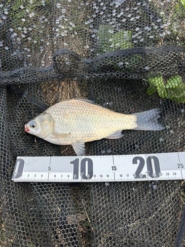 ヘラブナの釣果