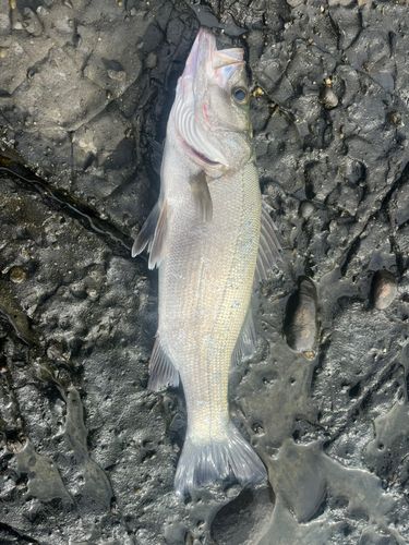 スズキの釣果