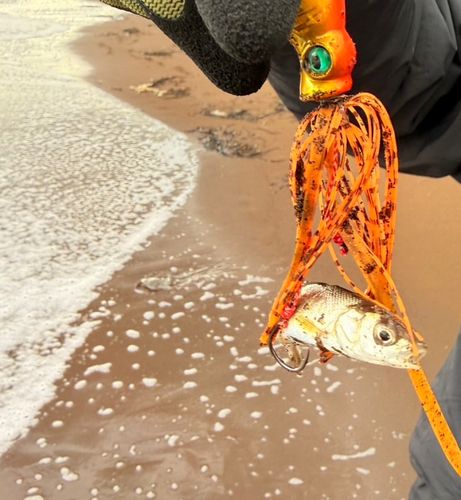 ウグイの釣果