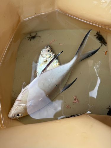 コバンアジの釣果