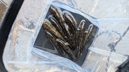 マハゼの釣果