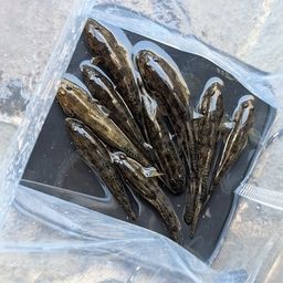 マハゼ