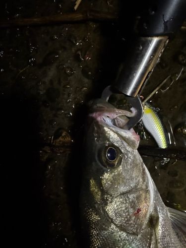セイゴ（マルスズキ）の釣果