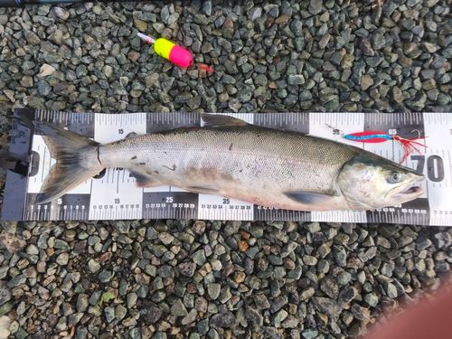 アキアジの釣果