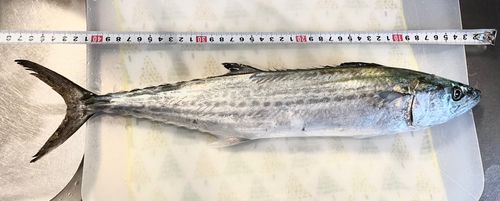 サゴシの釣果