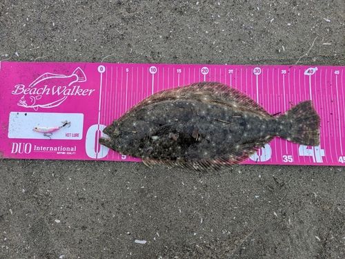 ヒラメの釣果
