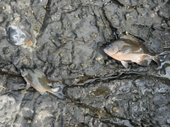 グレの釣果