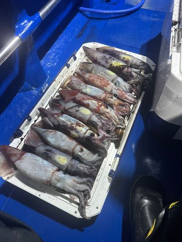 ムラサキイカの釣果