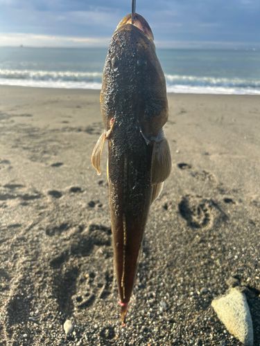 マゴチの釣果