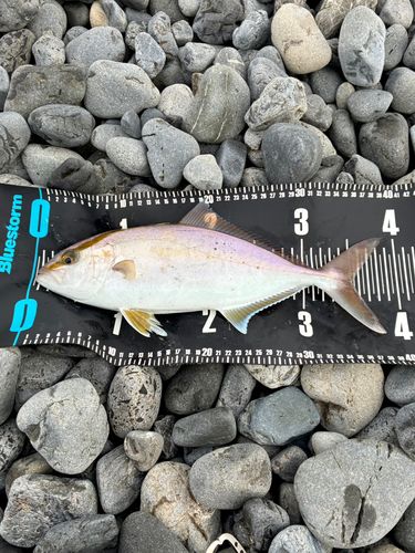 ショゴの釣果