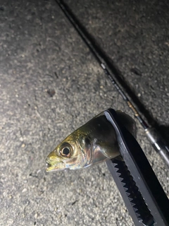 マアジの釣果