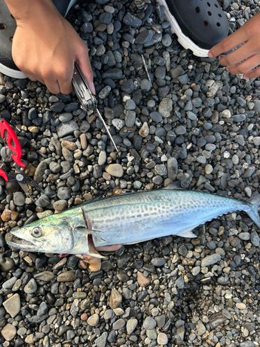 サゴシの釣果