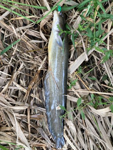 ナマズの釣果