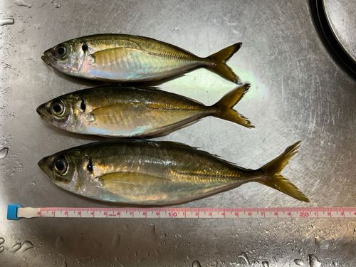マアジの釣果