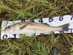 マルスズキの釣果