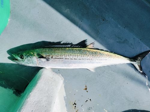 サゴシの釣果