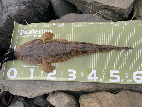 コチの釣果