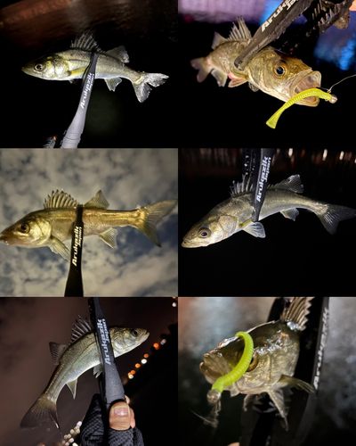 セイゴ（マルスズキ）の釣果