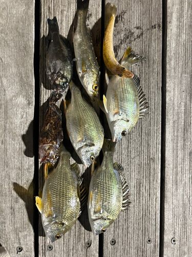 キビレの釣果