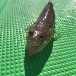 エソ