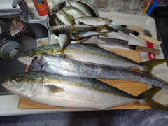 メジロの釣果