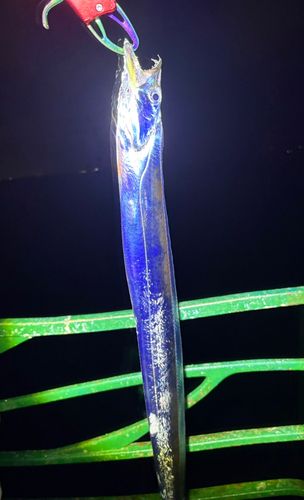 タチウオの釣果