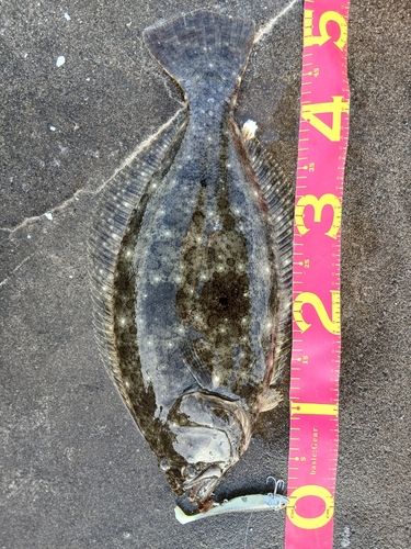 ヒラメの釣果