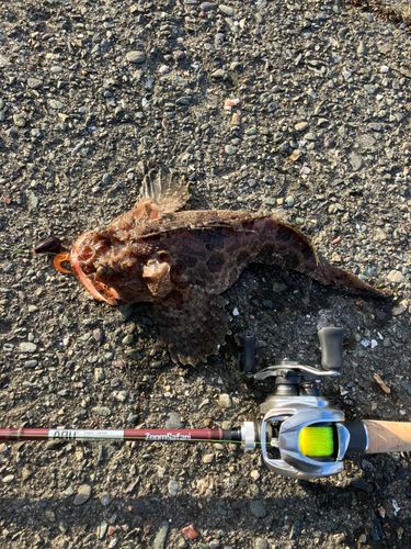カジカの釣果