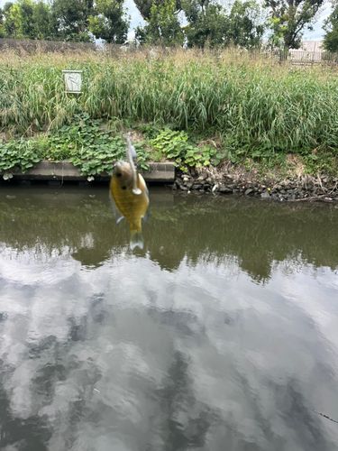 ブルーギルの釣果