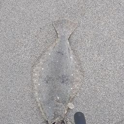 ヒラメ