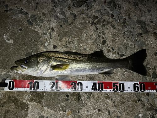 シーバスの釣果