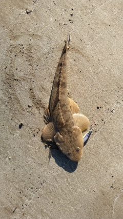 マゴチの釣果