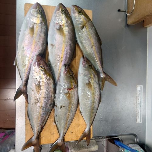 シオの釣果