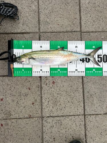 サゴシの釣果