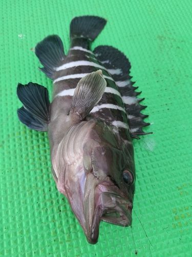 マハタの釣果