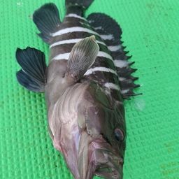 マハタ