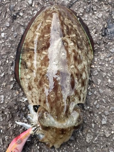 モンゴウイカの釣果