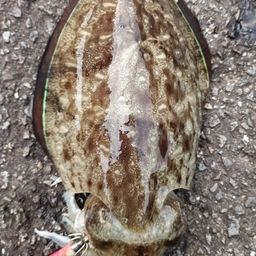 モンゴウイカ