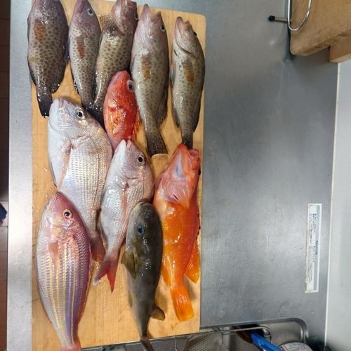 マダイの釣果