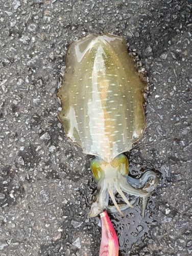 アオリイカの釣果