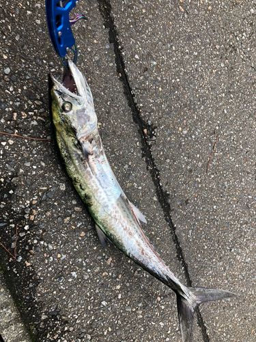 サゴシの釣果