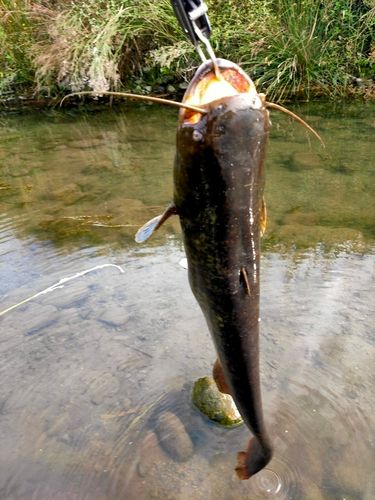 ナマズの釣果