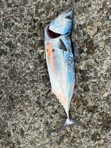 スマガツオの釣果