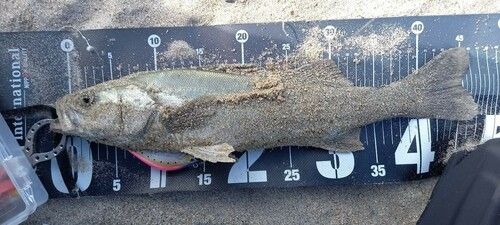 スズキの釣果