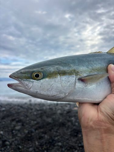 イナダの釣果