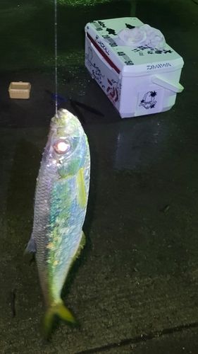 ヒラの釣果