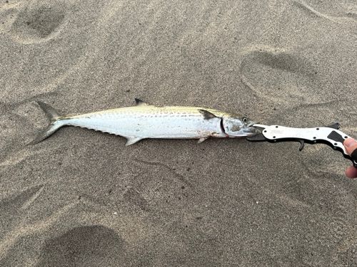 サゴシの釣果