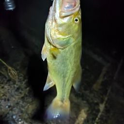 ブラックバス