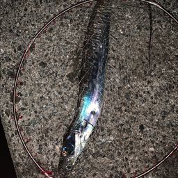 タチウオ