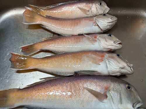 シロアマダイの釣果
